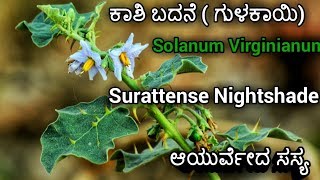 ಕಾಶಿ ಬದನೆ ಗುಳಕಾಯಿ ಗಿಡ Solanum Virginianum Surattense Nightshade [upl. by Nigel]