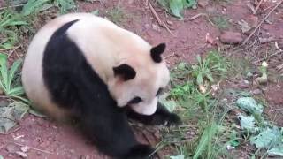 Panda Mother Gong Zhu Retired to the Ganzhou Zoo [upl. by Dyoll241]