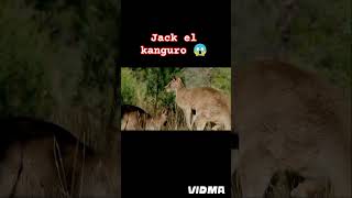 Jack el kanguro 😱humor memes clips comedia documental animales video [upl. by Nerehs]