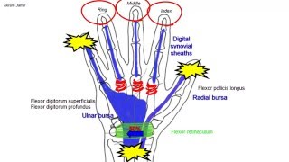 Synovial flexor sheaths in the palm [upl. by Grimona]