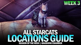 All Starcat Locations Guide  Week 3 Gnashing Chamber Destiny 2 [upl. by Anyak262]