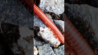 Big Millipede 1millipede nature frog babyanimals [upl. by Cartwell591]