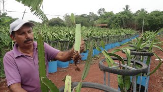 Dragon Fruit തൈ ഉണ്ടാക്കുന്നത് മുതൽ വിളവെടുപ്പ് വരെ അറിയേണ്ടതെല്ലാം [upl. by Tlihcox838]