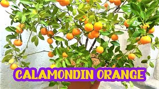 Calamondin Orange  Best Indoor Citrus Plant  Miniature Orange  Part 1 [upl. by Kerin]