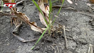 Earth Worms Recycling Nutrients [upl. by Grani]