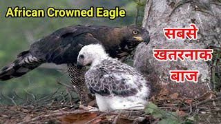 African Crowned Eagle Pakshi  Birds OfPrey  African Crowned Eagle Facts In Hindi [upl. by Croydon]