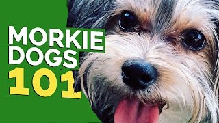 Morkie Dogs 101 [upl. by Ahsem]