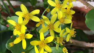 Senecio angulatus  Creeping Groundsel 4K [upl. by Aciraj]