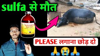 😭Sulfa injection से पशु कि मौत  sulphadimidine injection use in animals  vet injection [upl. by Nylareg]