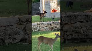 Point Venture TX’s melanistic deer grazes peacefully laketravis deer [upl. by Nylrahs374]