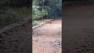 radhey shreeradhekrishna wildlife fox forest delhi iskon harekrishna [upl. by Alcock]