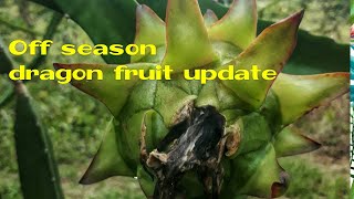 Offseason dragon fruit update  Maryland Dragonfruit Gardens [upl. by Steinke]