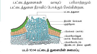 Lenticels பட்டை துளைகள் [upl. by Reeve]