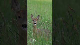 Roe Deer in Nature  Wildlife Photography animals naturelovers roedeer wildlife animallover [upl. by Dloraj]