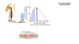 Factors that influence muscle tension  Sarcomere length and force understretched and overstretched [upl. by Atoiganap23]