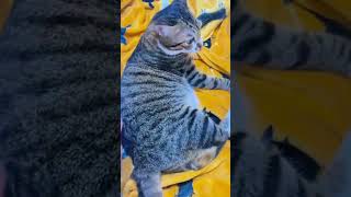 Cat engine 55 shorts cute beautiful cat love [upl. by Joy134]