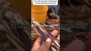 Health Benefits of Waakye leaves Sorghum leaves  why you need Waakye leaves  mom [upl. by Fillander]