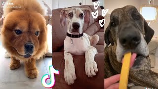 These Might Be the Cutest Doggos on Tik Tok 🤔🐶 [upl. by Noirrad709]