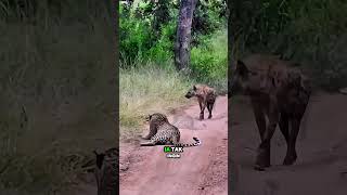 Ketika hyena kena mental oleh leopard savana animals hyena leopard [upl. by Aleb211]