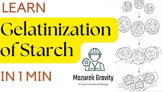 Gelatinization Of Starch  Food chemistry  starch [upl. by Sakiv402]