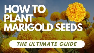 How to Plant Marigold Seeds  The Ultimate Guide [upl. by Oirotciv903]