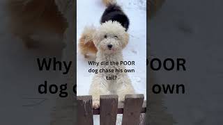 Why did the POOR dog chase his own tail [upl. by Snowman]