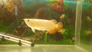 Malaysian Golden Arowana Different Background Color Change in Realtime [upl. by Somerville857]