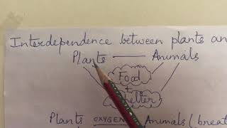 EVS CLASS 5 Interdependence between plants and animals [upl. by Uohk]