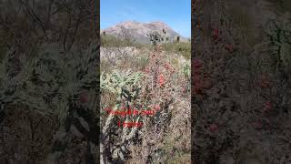 Tasajillo con Frutas Ex Hacienda El Peñuelo Galeana Nuevo León México cactus suculentas [upl. by Yerdua]