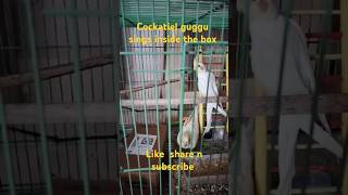 Cockatiel bird guggu🐥 is singing inside the box😲 shortsfeed trendingviralvideo birdsounds [upl. by Massie]