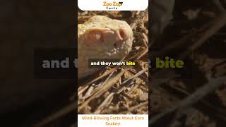 Mind Blowing Facts About Corn Snakes You Didnt Know snake reptiles animals viralshorts facts [upl. by Audie]