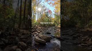 Beautiful colors and sounds of Fall in Catoctin Mountain Park nature hiking shorts [upl. by Os301]