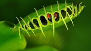 Plantes carnivores 7min27 [upl. by Anifur]