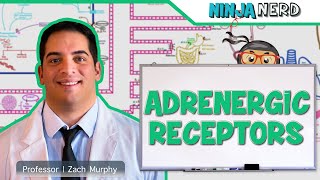 Neurology  Adrenergic Receptors [upl. by Delphina]