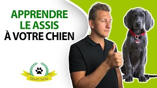 3 étapes FACILES pour apprendre le ASSIS à votre chien [upl. by Winser219]