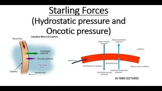 Starling Forces  Hydrostatic pressure and Oncotic pressure [upl. by Aniretak969]