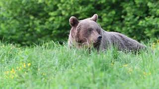 Brown Bears in Poland  Bieszczady NP [upl. by Ethelred720]