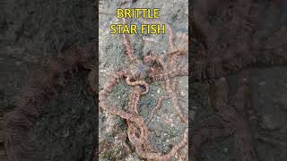 brittle star fish fishing fishingmystery ratnagiri [upl. by Emrich]