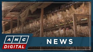 DOH Measures in place amid bird flu outbreaks in PH  ANC [upl. by Alica250]