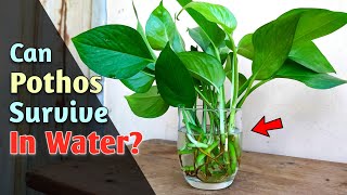 How To Grow Pothos Plant in WaterFOREVER  Pothos Plant Care Indoors [upl. by Lleraj]