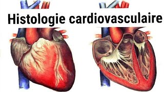 UNITE 1Cardio respiratoireHISTOLOGIE de lappareil cardiovasculaire2éme année médecine [upl. by Enneiluj646]