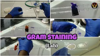 Gram Staining  Demo  Smear Preparation  Microbiology Lab  Tamil  Biology  ThiNK VISION  TNK [upl. by Amaras]