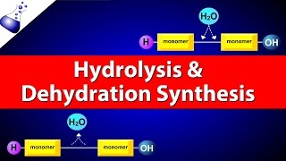 Hydrolysis and Dehydration Synthesis [upl. by Losse496]