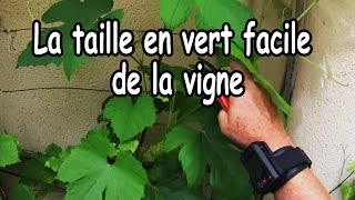 Comment tailler en vert une jeune vigne [upl. by Notxap]