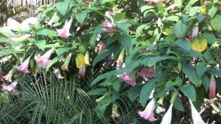 Brugmansia  Angels Trumpet [upl. by Dannel]