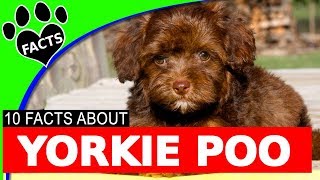 Yorkshire Terrier Yorkie Poodle Mix Designer Dog  Yorkipoo Yorkie Poo [upl. by Annol]