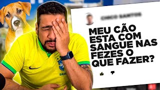 CACHORRO E GATO COM SANGUE NAS FEZES TOME UMA ATITUDE [upl. by Eirellam]