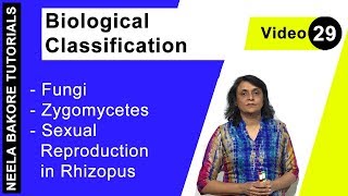 Biological Classification  NEET  Fungi  Zygomycetes  Sexual Reproduction in Rhizopus  Dr Neela [upl. by Arsuy186]