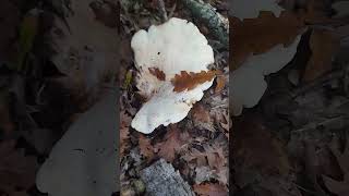 Leucopaxillus giganteus Singer 1939mushroom nature autunno [upl. by Nonarb]