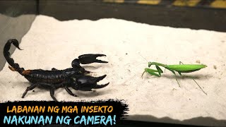 10 Nakakamanghang Labanan ng mga Insekto nakunan ng Camera [upl. by Rdnaskela]